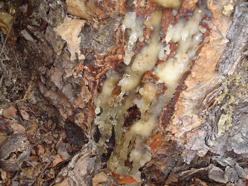 Resin forming on cut bark