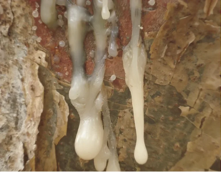 Resin tears on Boswellia sacra bark