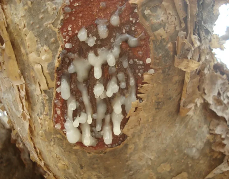 Fresh resin at a tapping cut