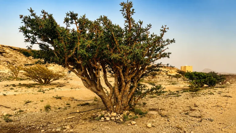 Frankincense trees in the Dhofar landscape, Oman